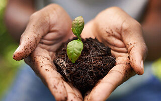 Read the full article: Planting to Save Energy