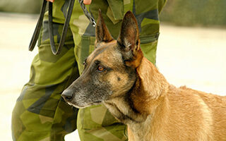 Read the full article: Honoring our Heroic Hounds