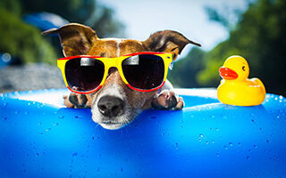 summer dog stay cool