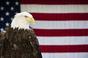 Read the full article: American Eagle Day Pays Tribute to National Symbol