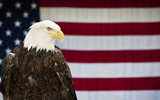 american eagle day bald eagle