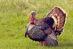 Read the full article: Wild Texas Turkeys