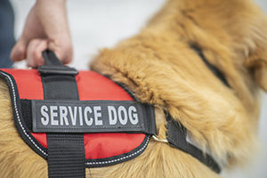 Read the full article: Texas VFW Partners With Service Dog Group to Help Veterans