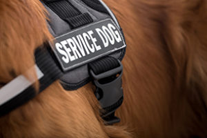 Read the full article: Three Ways Service Dogs Help Veterans